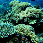 Australia-Queensland-places-to-see_great-barrier-reef-diving