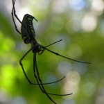 Frogs, bungalows, spiders: Visit in the jungle of Laos