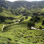 The Cameron Highlands: Great views over tea plantations