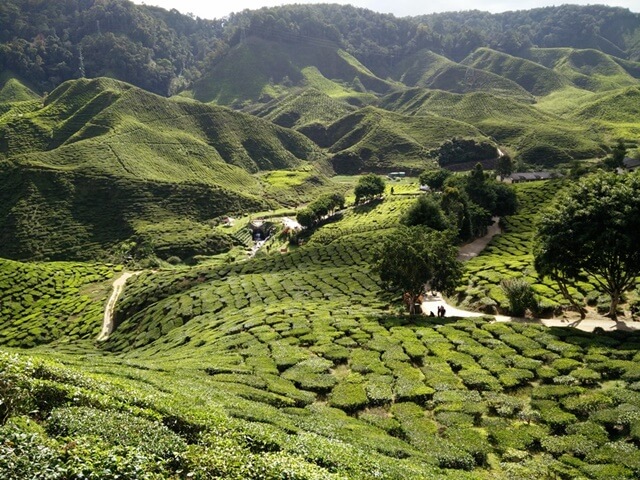 dont-worry-just-travel-travel-guide-cameron-highlands-malaysia-amazing-bharat-tea-plantation