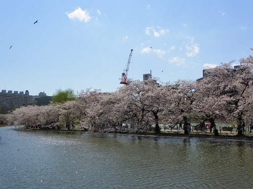 To me, it is crystal clear: Japan during cherry blossom season is a must-see! I would like to use this article to convince you of this fact as well.