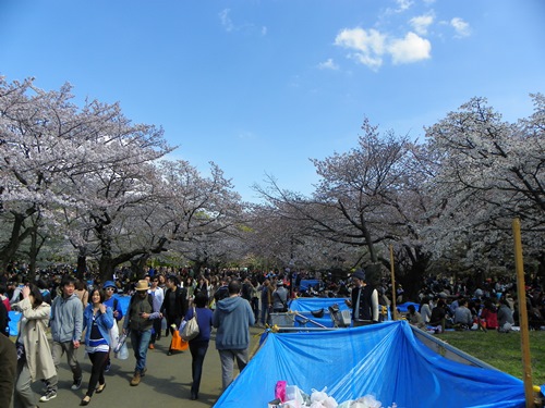 To me, it is crystal clear: Japan during cherry blossom season is a must-see! I would like to use this article to convince you of this fact as well.